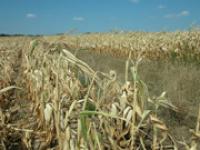 af_Trockenheit_mais.jpg Trockenheit, D�rre, Klimawandel, Mais