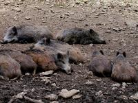 Wildschweine.jpg 