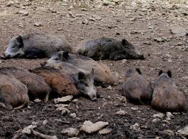 Potenzielle Seuchen-�bertr�ger: Wildschweine k�nnten derzeit in Russland grassierende Krankheit nach MV einschleppen.&copy; Erich Keppler/pixelio