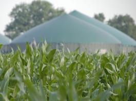 Die Tendenz zur Ausdehnung des Maisanbaus zur energetischen Nutzung als Biogas hat sich mit gro�er Dynamik fortgesetzt.&copy; M�hlhausen/landpixel