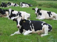 ft_Holsteiner_Weide_Norbert.jpg Holsteiner, Weide