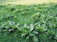 Bilder-Ampfer.ppt.jpg 