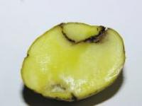 42_virustestergebnisse_foto_Rattle_Knolle_gesamt2.jpg 