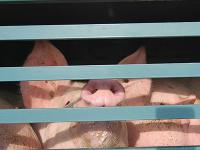 mastschwein_transporter.jpg 