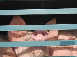 Der Preis f�r Schlachtschweine der Handelsklasse E lag vergangene Woche bei 1,66 Euro/kg SG.&copy; M�hlhausen/landpixel