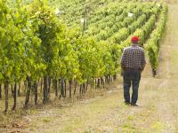 Weinberg-Winzer_Bernd-Gelle.jpg 