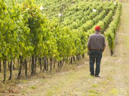 Die Winzer scheinen mit dem Jahrgang 2011 zufrieden zu sein.&copy; Bernd Geller/Fotolia