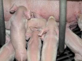 Experten rechnen f�r die Umr�stung eines Sauenplatzes mit Kosten zwischen 250 Euro und 400 Euro. &copy; Landpixel