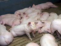 Mastschweine9.jpg 