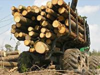 wald5.jpg Holz, Wald, Forst