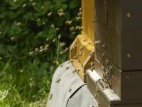 bienen_einflugloch.jpg 