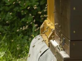 Bis zu zehn Kilometer weit fliegen Bienen. Deshalb gibt es Forderungen nach einem dementsprechend gro�en Abstand zwischen konventionellen Feldern und solchen mit gentechnisch ver�nderten Pflanzen.
 &copy; landpixel