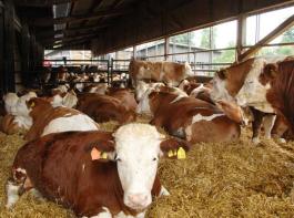 Die Notierungsaufschl�ge von 30 bis 40 Cent pro Kilogramm f�r Bio-Rindfleisch f�hrten zu hohen Erl�sen. &copy; M�hlhausen/landpixel.de