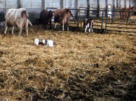 In wenigen Wochen beginnt die Abkalbesaison. Dann wird ersichtlich, wieviele Rinder tats�chlich mit dem Schmallenberg-Virus infiziert sind.&copy; landpixel