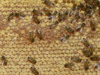 Bienen.jpg 