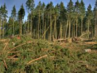 af_fichtenentwurzelt.jpg Wald, Windbruch