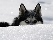 ft.jemey.SchneeHund.jpg