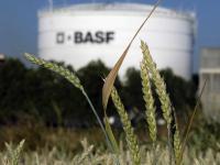 BASF_Aehre_wb.jpg 