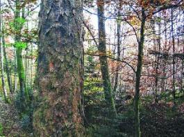 Ein unscheinbarer Ahornbaum mitten im Wald l�sst das F�rsterherz h�her schlagen: Auf der Suche nach wertvollen H�lzern f�r die S�dostbayern-Submission 2012 in Waging am See fand Forstoberrat Joachim Ke�ler vom Forstbetrieb Wasserburg einen erstklassigen Bergahorn. Nicht ohne Stolz vermutet der Fachmann, dass es sich bei diesem Exemplar um einen sogenannten Riegelahorn handelt, der den bietenden Furnierh�ndlern schon mal Preise bis zu 10 000 Euro pro Stamm entlockten kann. 