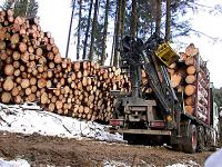 Holzfuhre_6-ID9273.jpg 