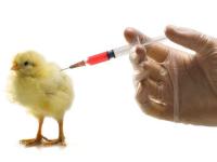K�cken-Antibiotikaspritze.jpg 