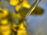 af_RapsoelTropfen.jpg Raps, Biodiesel