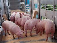 Schweine_Mast_Transport.jpg 