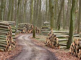 Die Holzindustrie erwartet im kommenden Jahr ein Umsatzwachstum von f�nf Prozent. &copy; Luise Meinhold/aboutpixel.de