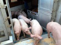 Schlachtschweine.jpg 