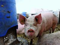 _aufm_pr_s_oekoschwein.jpg 