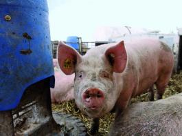 �koschwein haben