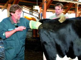 Fruchtbarkeitsst�rungen zeigen bei den Milchkuhkrankheiten die h�chste H�ufigkeit. F�r die weitere Leistung ist vor allem erheblich, wie fr�h in der Laktation die Kuh erkrankt ist. Foto: krick/agrar-press 