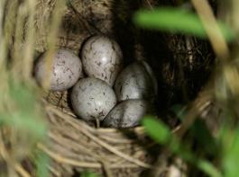 In der Regel in Bodenn�he zu finden: Das Nest einer Goldammer. &copy; Hella Schlinkert (Universit�t G�ttingen)