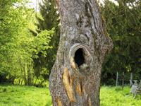 38LBaumbruch-Solche-L�cher.jpg 