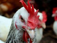 Huhn_SueSchi.jpg 