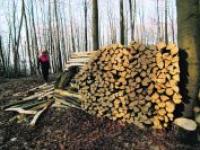43_Vordruck_Holzenergieproduktion_Foto_Wald.jpg 
