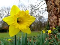 Blume.jpg 