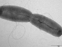 E_coli-Bakterien.jpg 