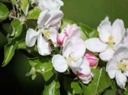 Honig- und Wildbienen sind zur Sicherung und Steigerung von Ertr�gen in der Landwirtschaft unverzichtbar.