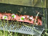 Bienenstock.jpg 