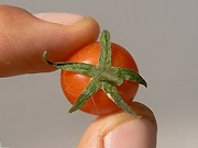 TomateFinger.jpg Tomate