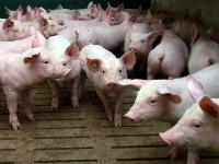 ferkel_mast.jpg Ferkel, Schwein