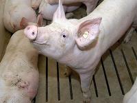 aufschauendes_Schwein.jpg 
