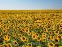 Sonnenblumenfeld.jpg 