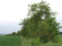 Isolated_hedge-Hella Schlinkert1.jpg 