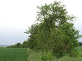 Freistehende Hecken tragen in besonderem Ma�e zur F�rderung von Feldvogelarten bei.&copy; Hella Schlinkert (Universit�t G�ttingen)