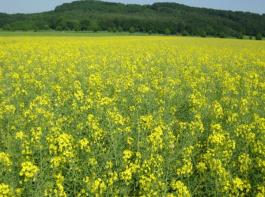 Raps wurde im vergangenen Jahr deutschlandweit auf insgesamt rund 900.000 Hektar angebaut. &copy; Raupert