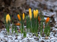 Fruehling_Blumen.jpg 