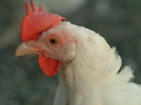 Huhn.jpg Huhn