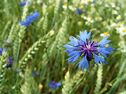 GetreideBlumen.jpg Blume, Getreide